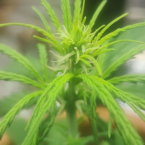 Widmo  growlog timeline photo
