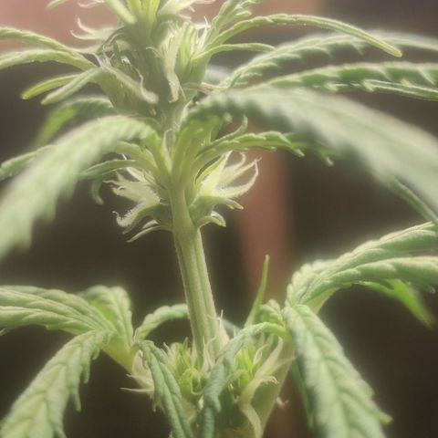 Widmo  growlog timeline photo