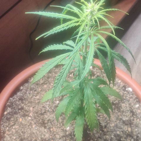 Widmo  growlog timeline photo
