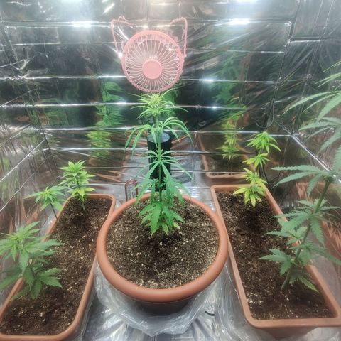 Widmo  growlog photo: 18:15 Girls are growing after a short stun.
