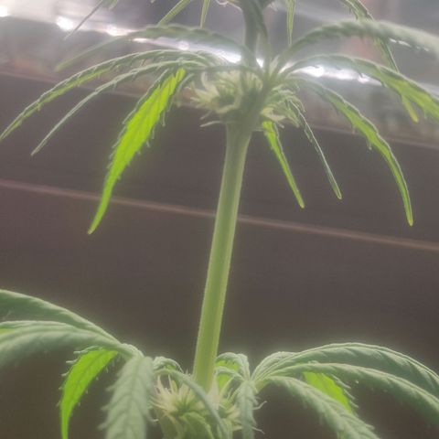 Widmo  growlog photo: Girl is looking good, I hope and wish that those damn hermies haven't spoiled her.