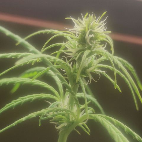 Widmo  growlog photo: Girl is looking good, I hope and wish that those damn hermies haven't spoiled her.