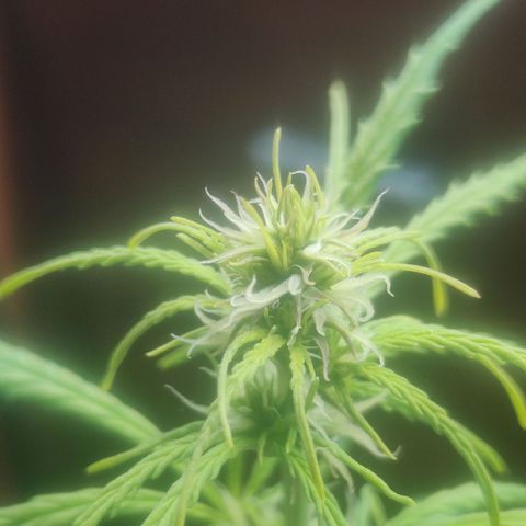 Widmo  growlog photo: Girl is looking good, I hope and wish that those damn hermies haven't spoiled her.