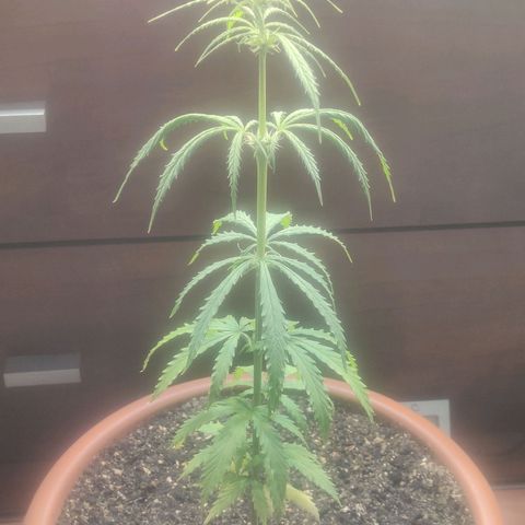 Widmo  growlog photo: Girl is looking good, I hope and wish that those damn hermies haven't spoiled her.