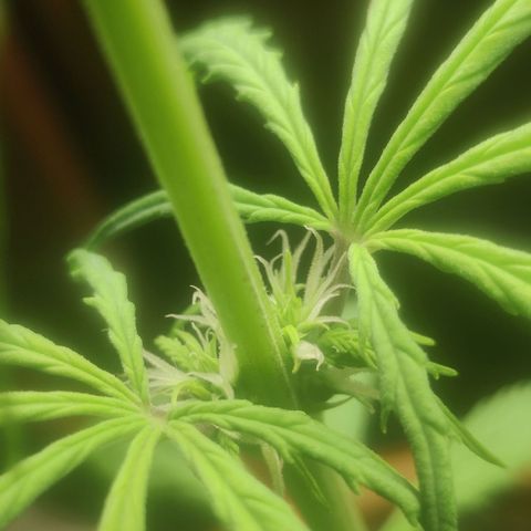 Widmo  growlog photo: Girl is looking good, I hope and wish that those damn hermies haven't spoiled her.