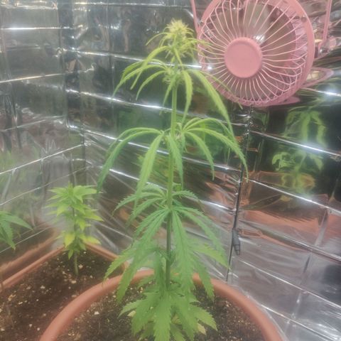Widmo  growlog timeline photo