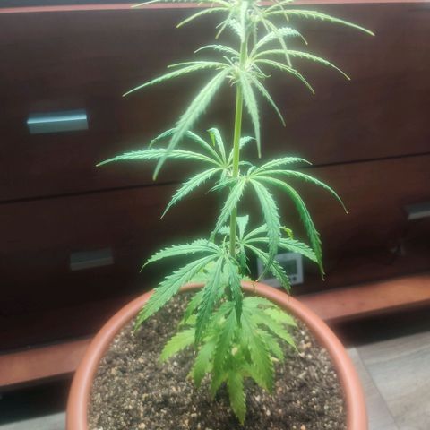 Widmo  growlog photo: Plant seems alright.