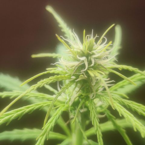 Widmo  growlog photo: Plant seems alright.