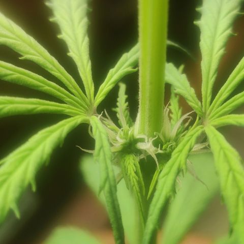 Widmo  growlog photo: Plant seems alright.