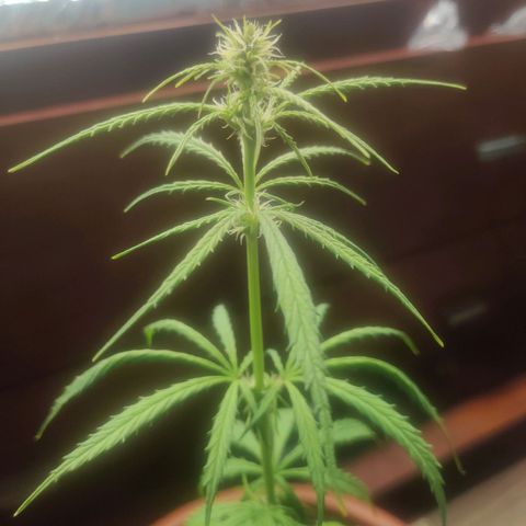 Widmo  growlog photo: Plant seems alright.