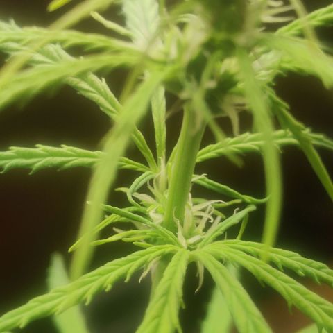 Widmo  growlog photo: Plant seems alright.