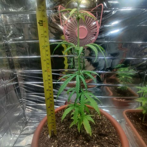 Widmo  growlog photo: 36cm