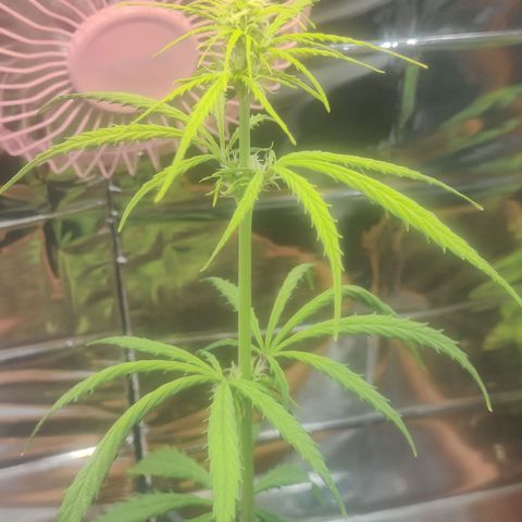 Widmo  growlog timeline photo