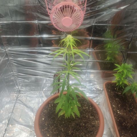 Widmo  growlog photo: 23:56