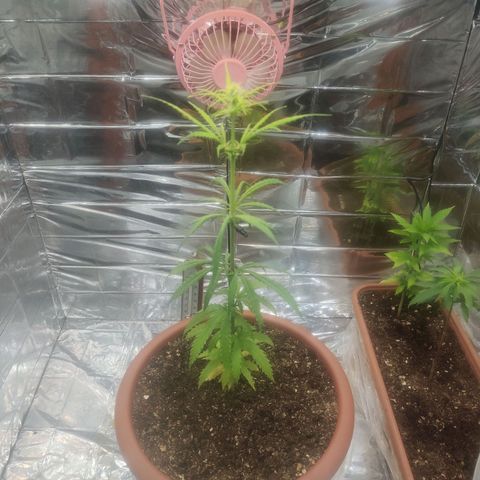 Widmo  growlog photo: 7:00