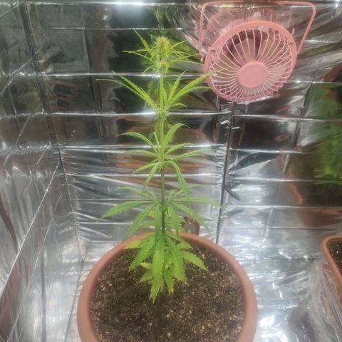 Widmo  growlog photo: Seems alright. Small brown spots on bottom leaves. Might be nutrients burn.