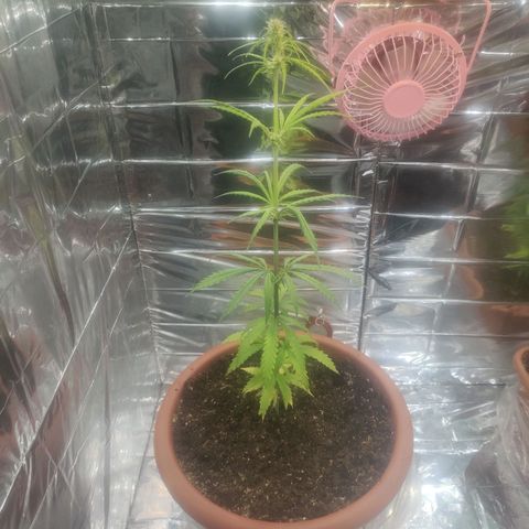 Widmo  growlog photo: 20:05