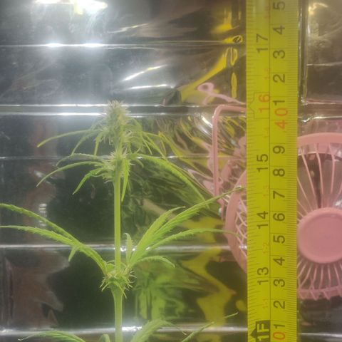 Widmo  growlog photo: 41.5cm
20:10