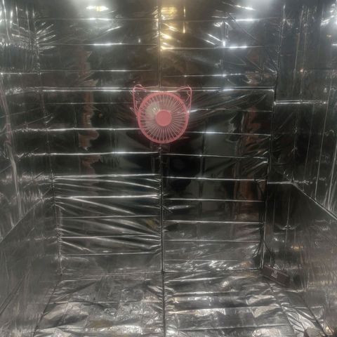 Widmo  growlog photo: 80cm, light have been adjusted.