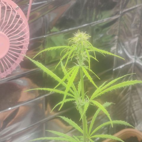 Widmo  growlog timeline photo