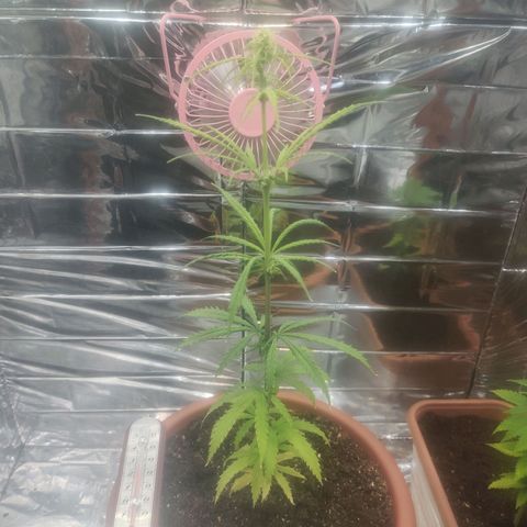 Widmo  growlog photo: 21:35
After all the changes.