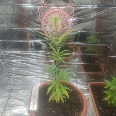 Widmo  growlog photo: 10:50