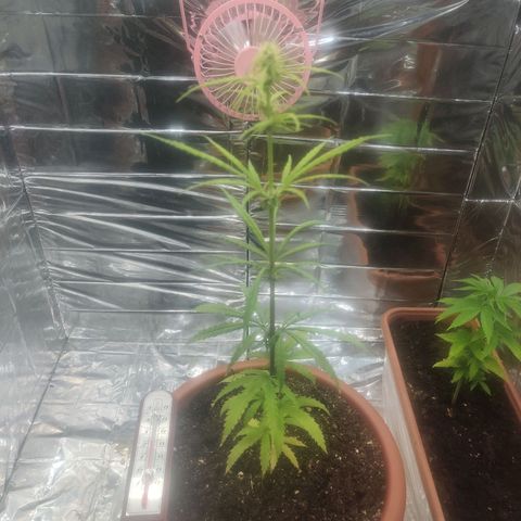 Widmo  growlog photo: 23:00