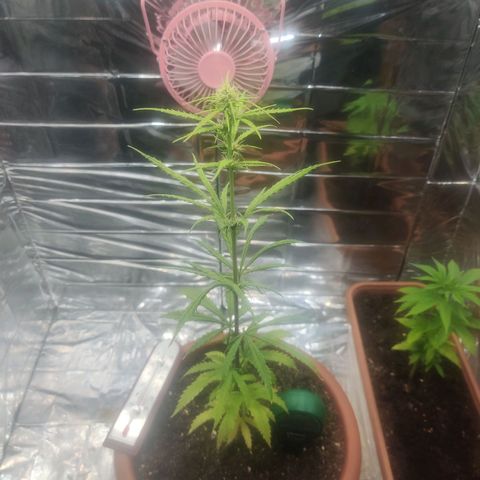 Widmo  growlog photo: 18:45