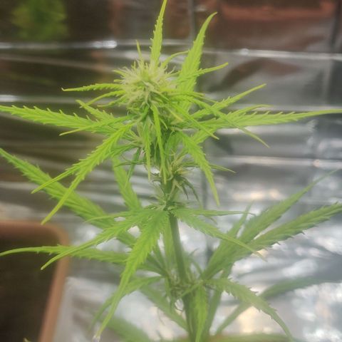 Widmo  growlog photo: Some brown marks still appearing in few places. No signs of herm or pollination.