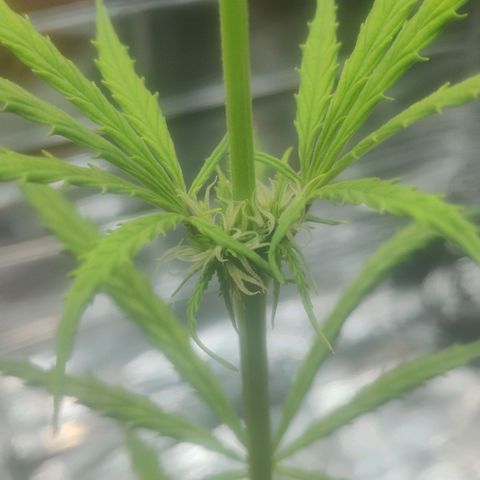 Widmo  growlog photo: Some brown marks still appearing in few places. No signs of herm or pollination.