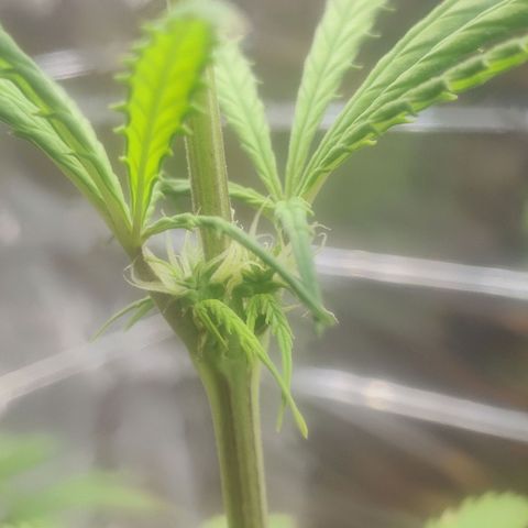 Widmo  growlog photo: Some brown marks still appearing in few places. No signs of herm or pollination.