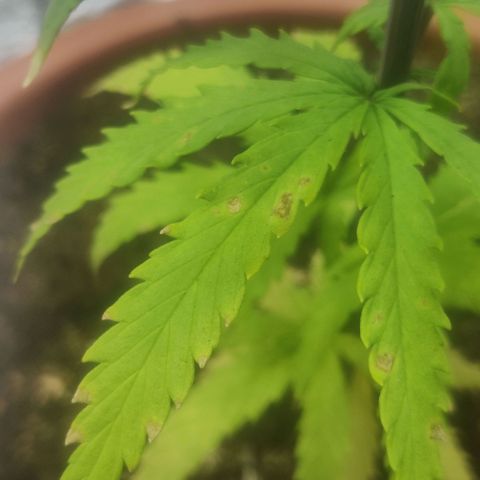 Widmo  growlog photo: Some brown marks still appearing in few places. No signs of herm or pollination.