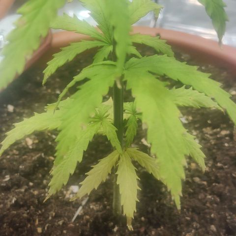 Widmo  growlog photo: Some brown marks still appearing in few places. No signs of herm or pollination.