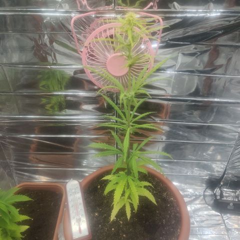 Widmo  growlog photo: 8:07