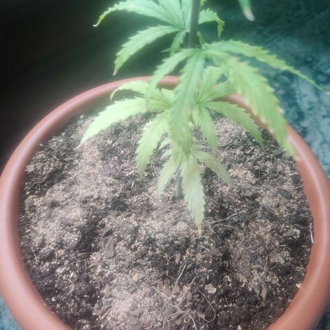 Widmo  growlog photo: Fertilizer 