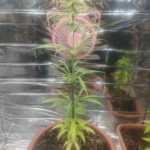 Widmo  growlog timeline photo