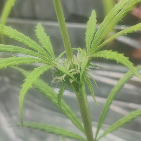 Widmo  growlog timeline photo