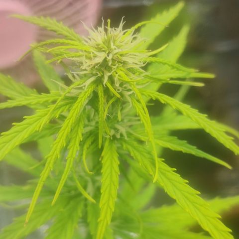 Widmo  growlog timeline photo