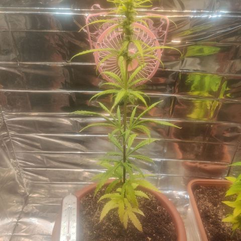 Widmo  growlog photo: 7:55