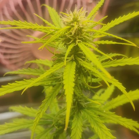 Widmo  growlog photo: 7:55