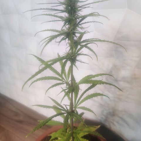 Widmo  growlog timeline photo