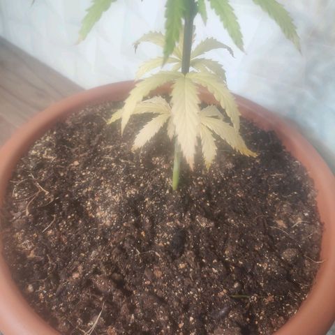 Widmo  growlog timeline photo
