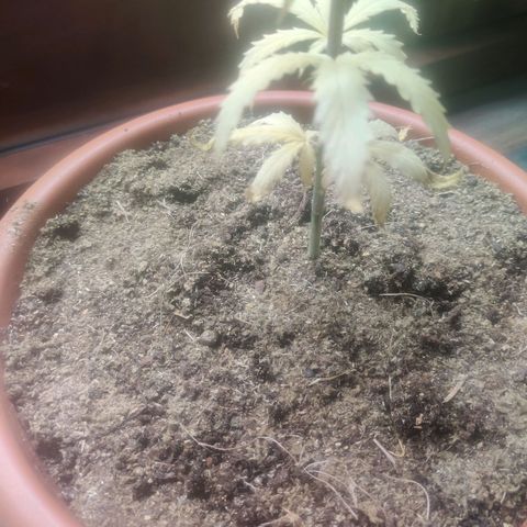 Widmo  growlog timeline photo