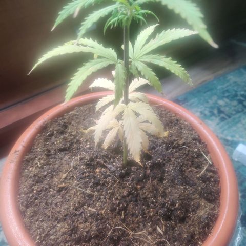 Widmo  growlog timeline photo