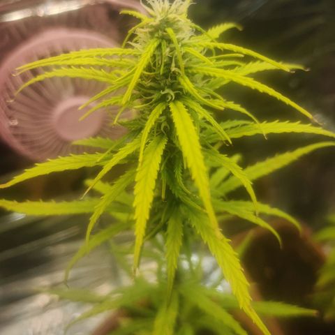 Widmo  growlog photo: Bieda 