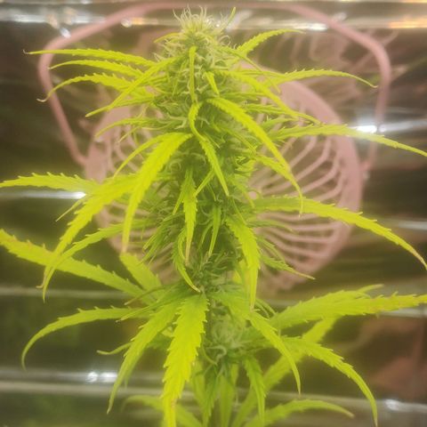 Widmo  growlog photo: Bieda 