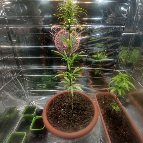 Widmo  growlog photo: 21:48