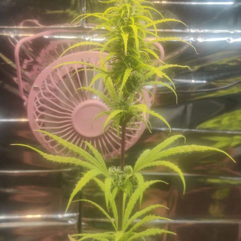 Widmo  growlog timeline photo