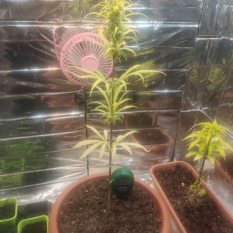 Widmo  growlog timeline photo