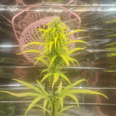 Widmo  growlog timeline photo